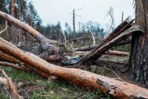 Fallna träd efter storm